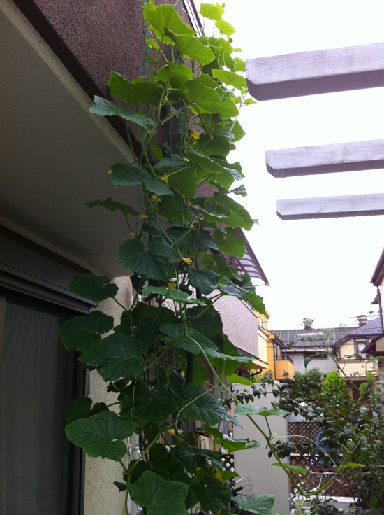 http://saiens.jp/diary/7.30ys%E3%82%AD%E3%83%A5%E3%82%A6%E3%83%AA%E2%91%A0.jpg
